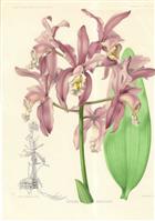 Original chromolithograph of the orchid Cattleya harrissonii