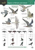 Raptors of Britain and Ireland: (Identification chart)