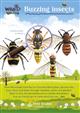 Buzzing insects: (Identification Chart)