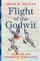 Flight of the Godwit: Tracking Epic Shorebird Migrations