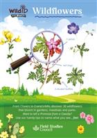 Wildflowers: (Identification Chart)