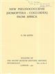 New Pseudococcidae (Homoptera: Coccoidea) from Africa