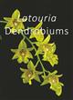 Latouria Dendrobiums