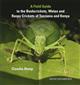 A Field Guide to the Bushcrickets, Wetas and Raspy Crickets of Tanzania and Kenya