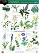 Urban plants of Scotland and northern England (Identification Chart)