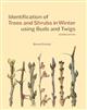 Identification of Trees and Shrubs in Winter using Buds and Twigs
