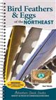 Bird Feathers & Eggs of the Northeast: Identify 40 Species of Common Backyard Birds