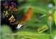 Hong Kong Flying Colour 3: Dragonflies