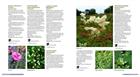Gardening with Scented Plants