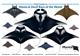 Field Guide to Manta & Devil Rays of the World