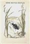 Some British Beetles (King Penguin 49)