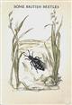 Some British Beetles (King Penguin 49)