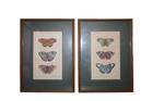 Set of ten finely hand-coloured butterfly prints, reproduced in Fiorella Falteri’s Stampe d’arte studio