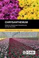 Chrysanthemum
