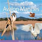 The Wildlife of the Avalon Marshes