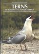 Terns of Europe and North America
