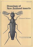 Drawings of New Zealand Insects