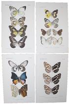 Four chromlithographic plates of butterflies from the Celebes