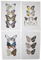 Four chromlithographic plates of butterflies from the Celebes