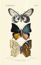 Chromlithographic plate of butterflies from the Celebes