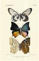 Chromlithographic plate of butterflies from the Celebes
