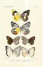 Chromlithographic plate of butterflies from the Celebes