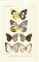 Chromlithographic plate of butterflies from the Celebes