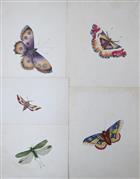 Five Stylised Watercolour Studies of Insects