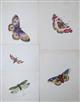Five Stylised Watercolour Studies of Insects
