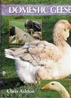 Domestic Geese