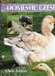 Domestic Geese
