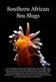 Southern African Sea Slugs<b/>