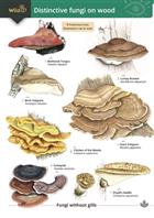 Distinctive fungi on wood (Identification Chart)