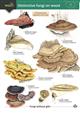 Distinctive fungi on wood (Identification Chart)