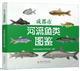    Illustrated Guide to River Fish in Chengdu | 成都市河流鱼类图鉴