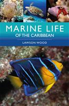 Marine Life of the Caribbean