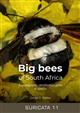 Big bees of South Africa: A photographic identification guide to species