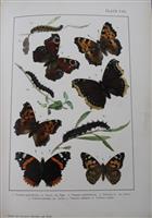 British and European Butterflies and Moths (Macrolepidoptera)