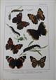 British and European Butterflies and Moths (Macrolepidoptera)