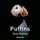 Puffins