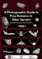 A Photographic Guide to Prey Remains in Otter Spraint