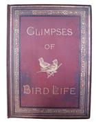 Glimpses of Bird Life Pourtrayed with Pen and Pencil