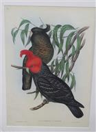 Gang-gang Cockatoo (Callocephalon galeatum) Birds of Australia. Vol. 5