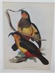 Norfolk kākā (Nestor productus) Birds of Australia. Vol. 5