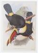 Ramphastos erythrorhynchos (A Monograph of the Ramphastidae, or Family of Toucans)