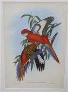 Fiery Parrakeet (Platycercus ignitus)  Birds of Australia. Vol. 5