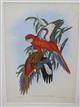 Fiery Parrakeet (Platycercus ignitus)  Birds of Australia. Vol. 5