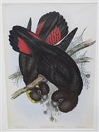 Leach's Cockatoo (Calyptorhynchus leachii) Birds of Australia. Vol. 5