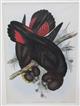 Leach's Cockatoo (Calyptorhynchus leachii) Birds of Australia. Vol. 5