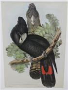 Red-tailed black Cockatoo (Calyptorhynchus macrorhynchus) Birds of Australia. Vol. 5